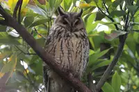 [Shiina] Noraneko Shoujo to no Kurashikata Ch. 4-14 [Chinese] [虎斑木菟漢化] [Digital]