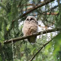 [Shiina] Noraneko Shoujo to no Kurashikata Ch. 4-14 [Chinese] [虎斑木菟漢化] [Digital]