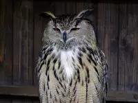 [Shiina] Noraneko Shoujo to no Kurashikata Ch. 4-15 [Chinese] [虎斑木菟漢化] [Digital]